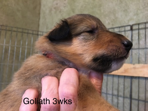 Goliath 3wk